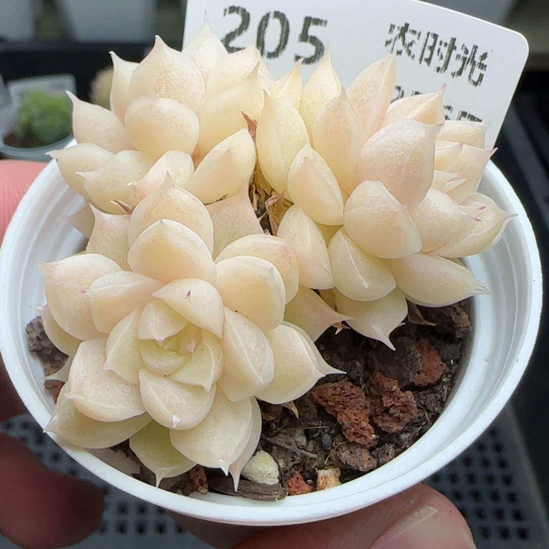 0206-205麦秆麦秆