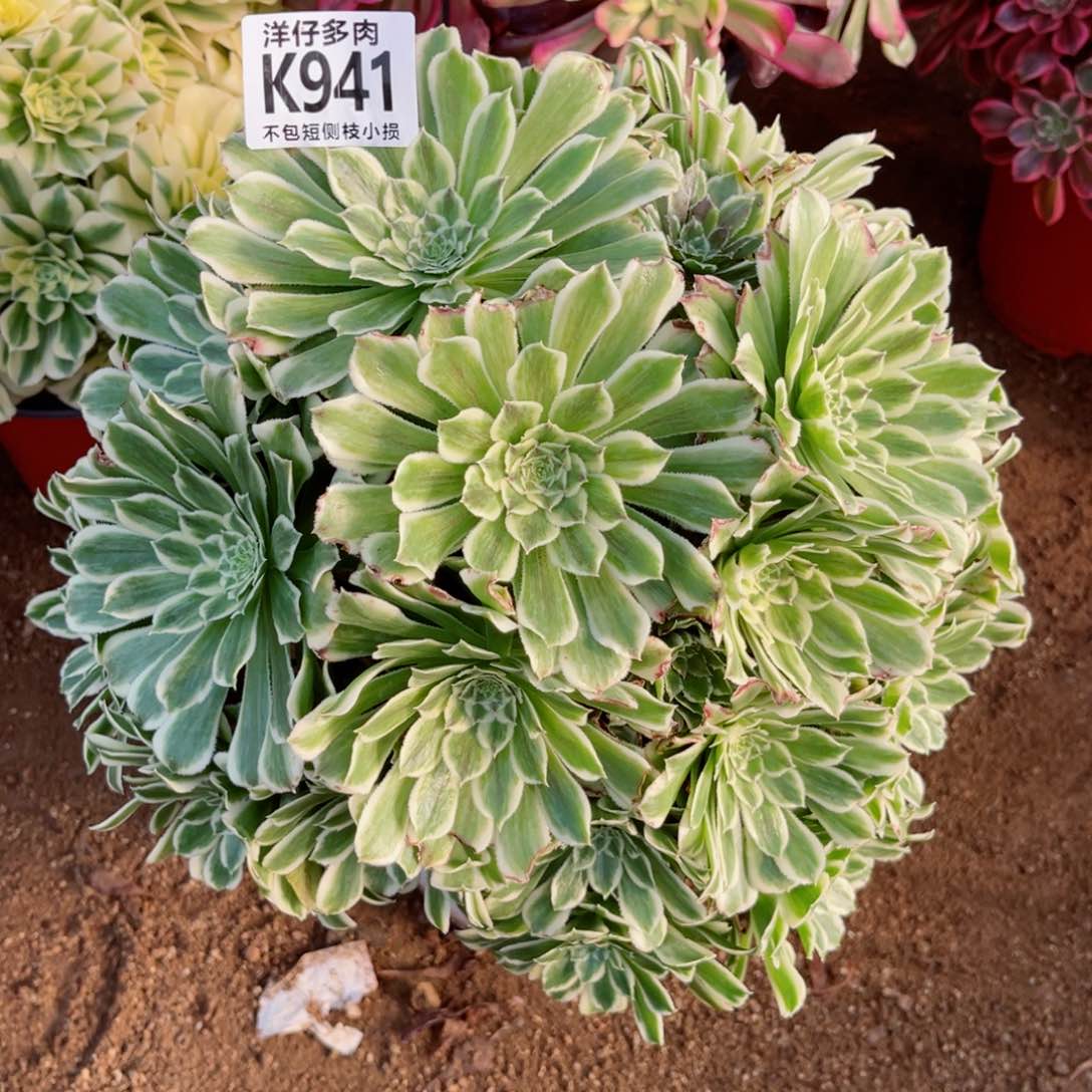 941碧浪   冠幅30左右