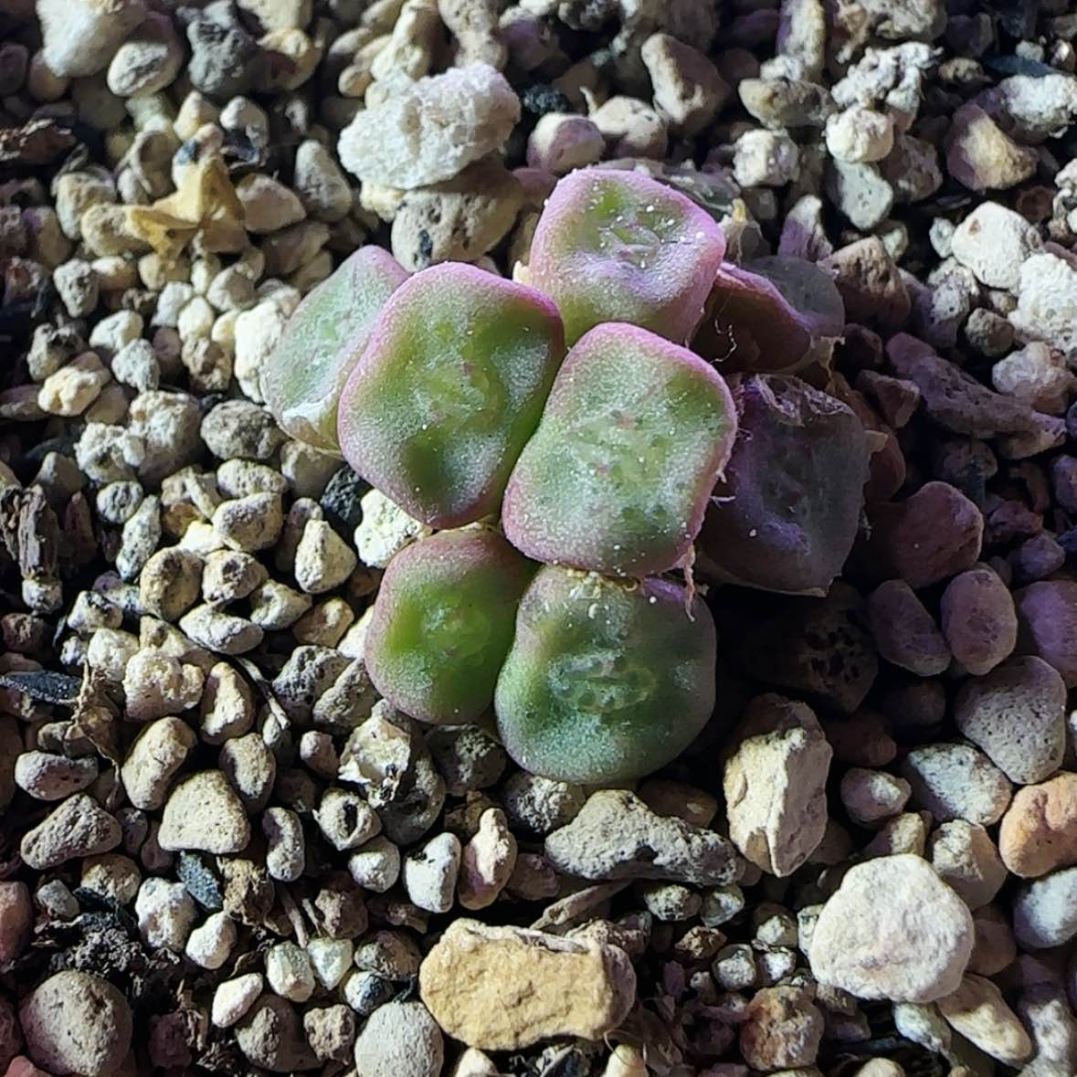 【闪购商品】9头方碗12345