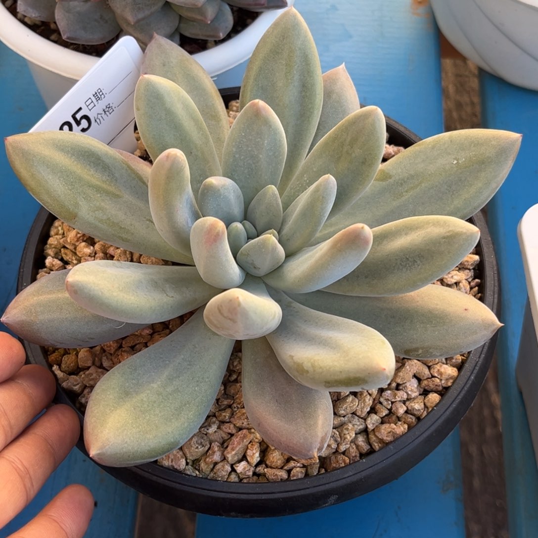 H***a哥特多肉植物杂525