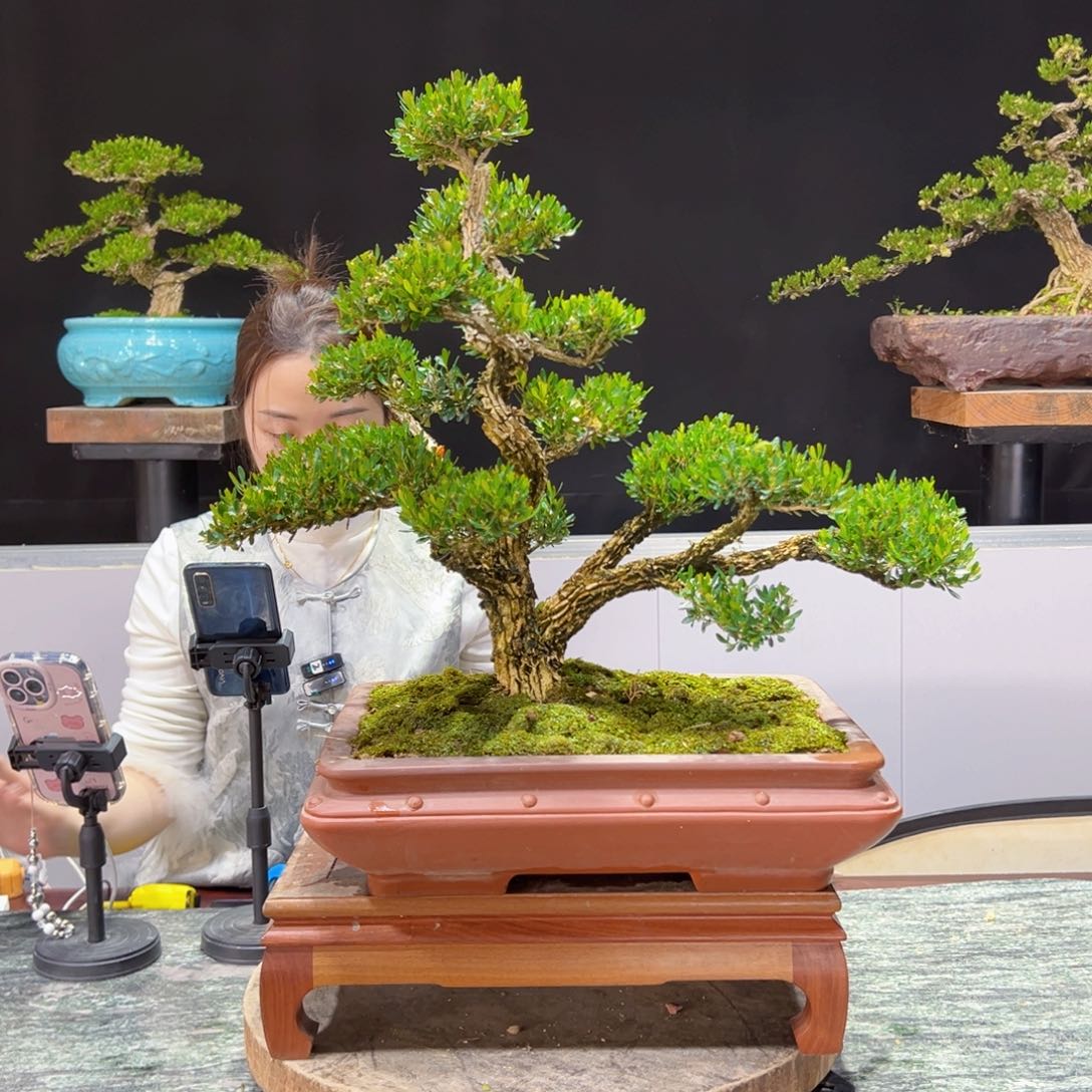 四季常青老桩黄杨盆景