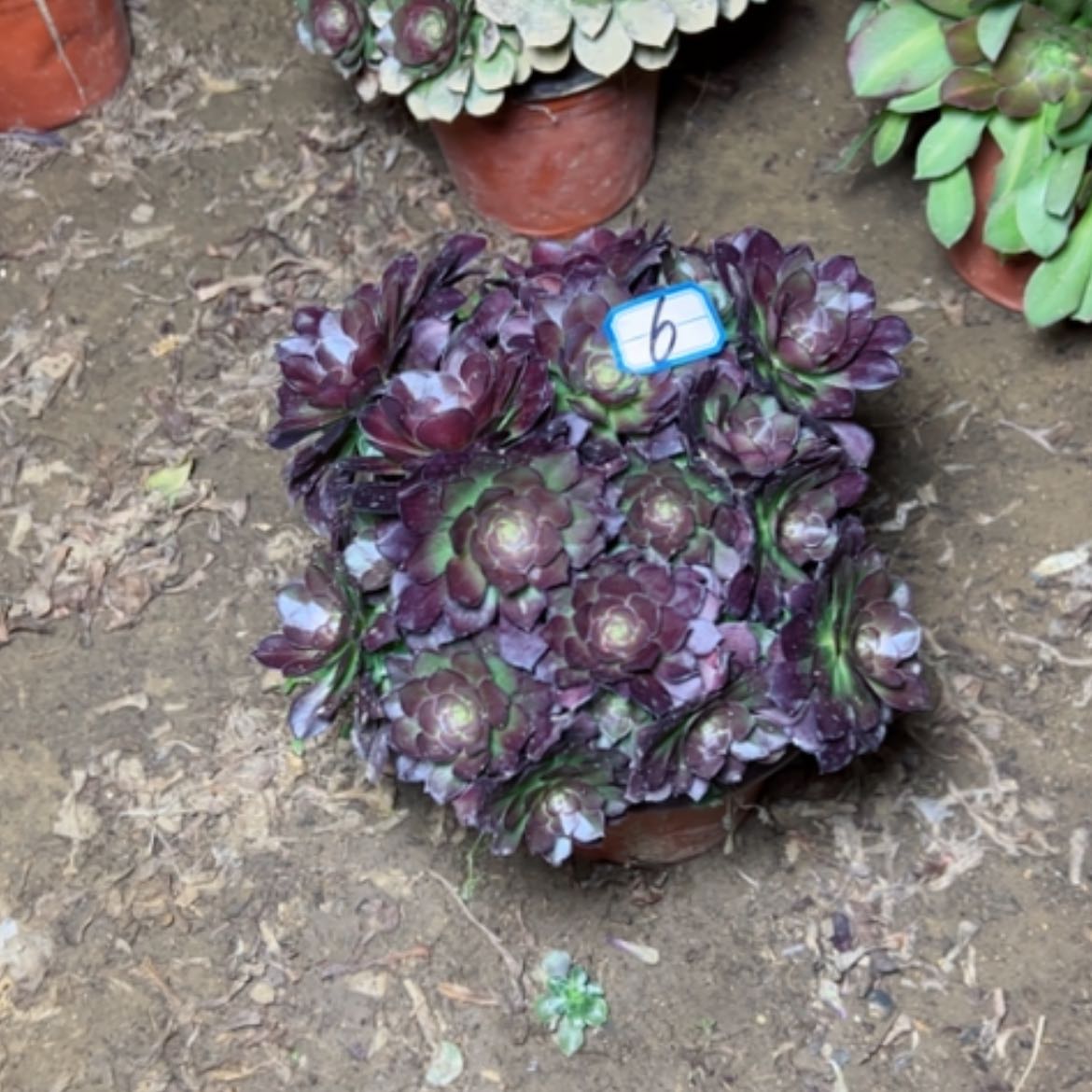 【闪购商品】多肉植物何兰6