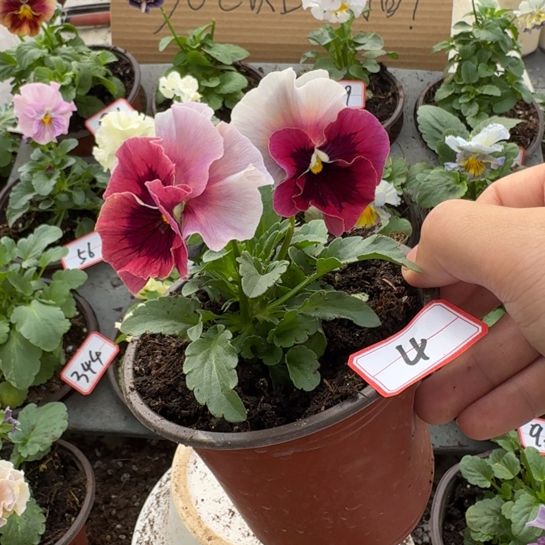 大部分花苞少量开放4