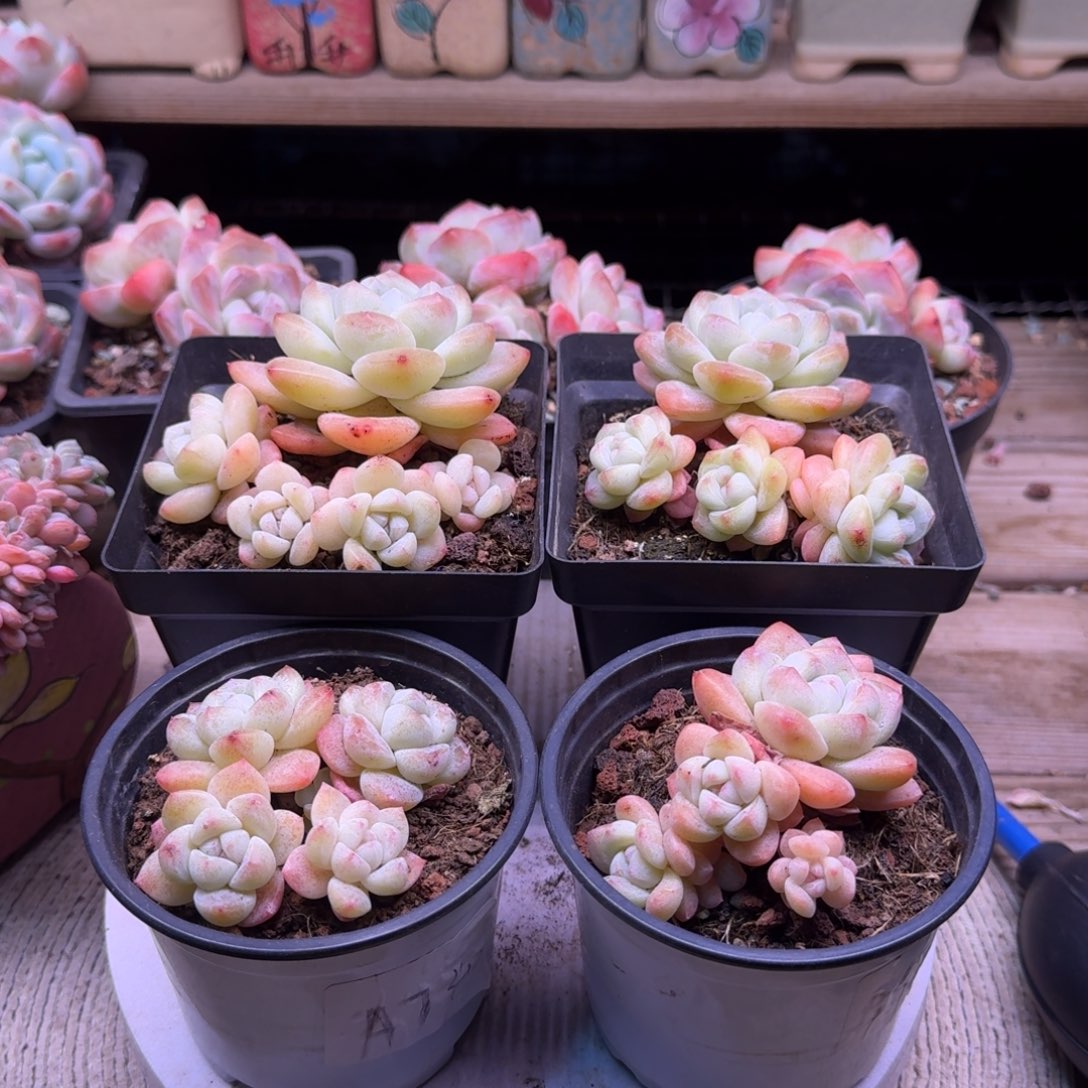 奶油冰玉4颗特价