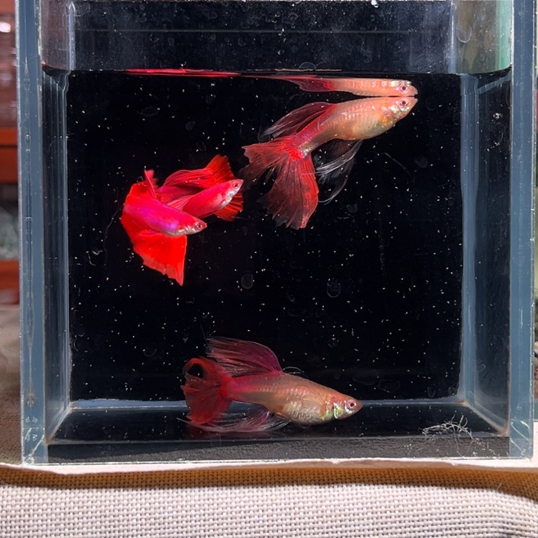孔雀鱼全红燕尾2母3公