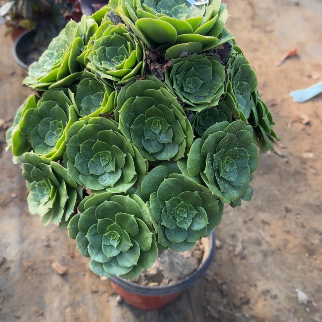 三年绿羊绒059满20包邮断枝不包