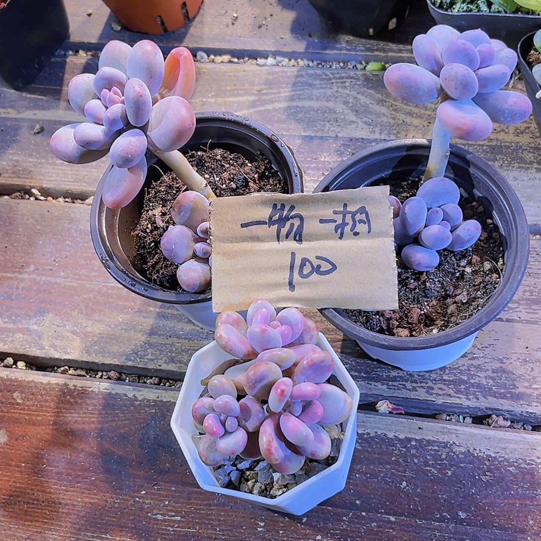 快***鲸芭比奶俩颗。 桃蛋一盆。 一物一拍100