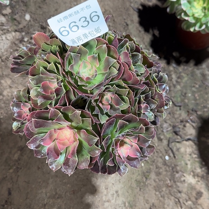 6636香妃多肉植物