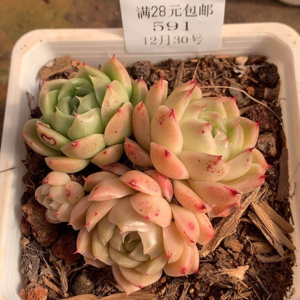 【闪购商品】云591号