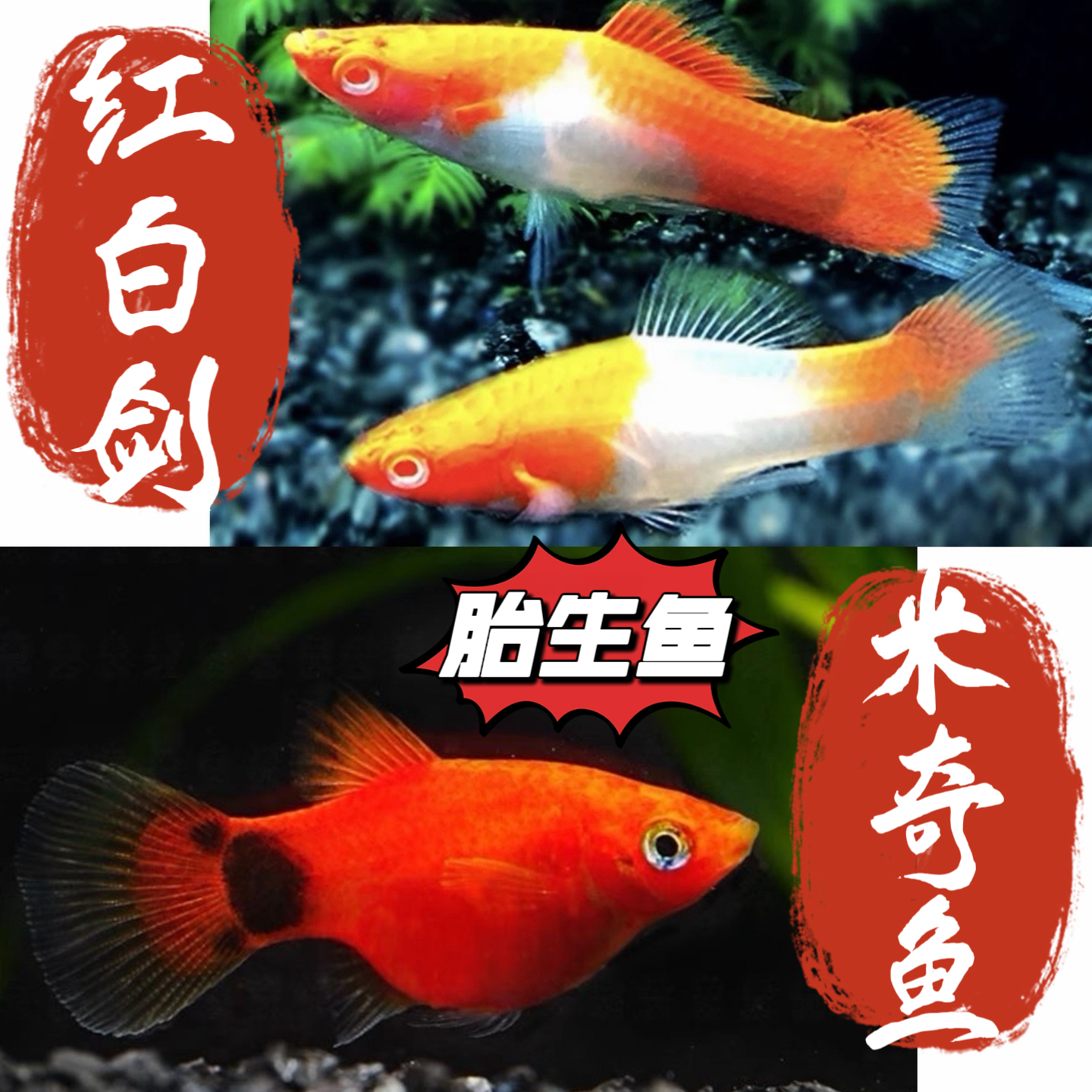 红米奇鱼红白剑鱼胎生小型热带观赏鱼耐养活适合新手活体发货