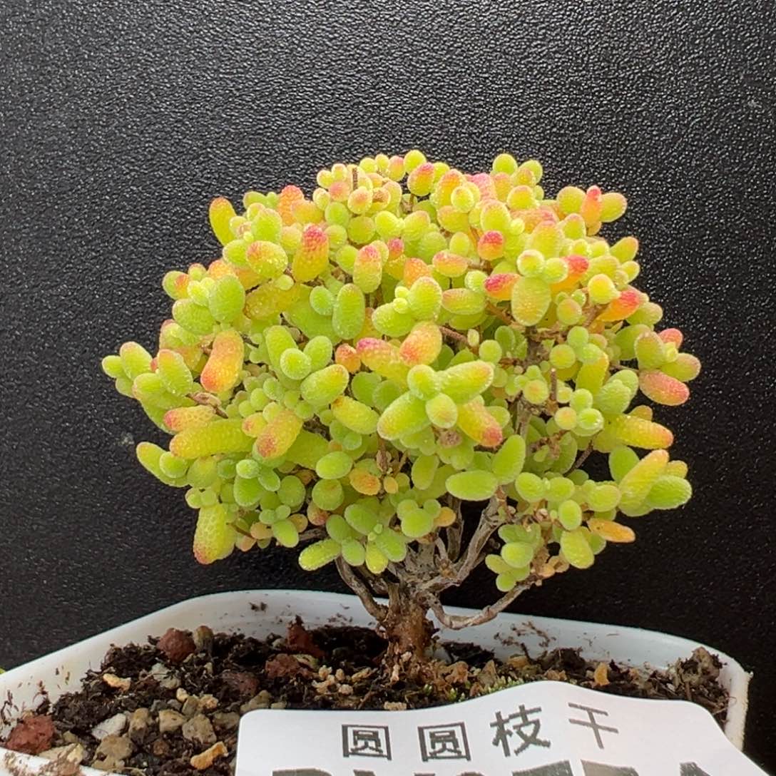 dy3774精控蜜橘糖球冠幅5