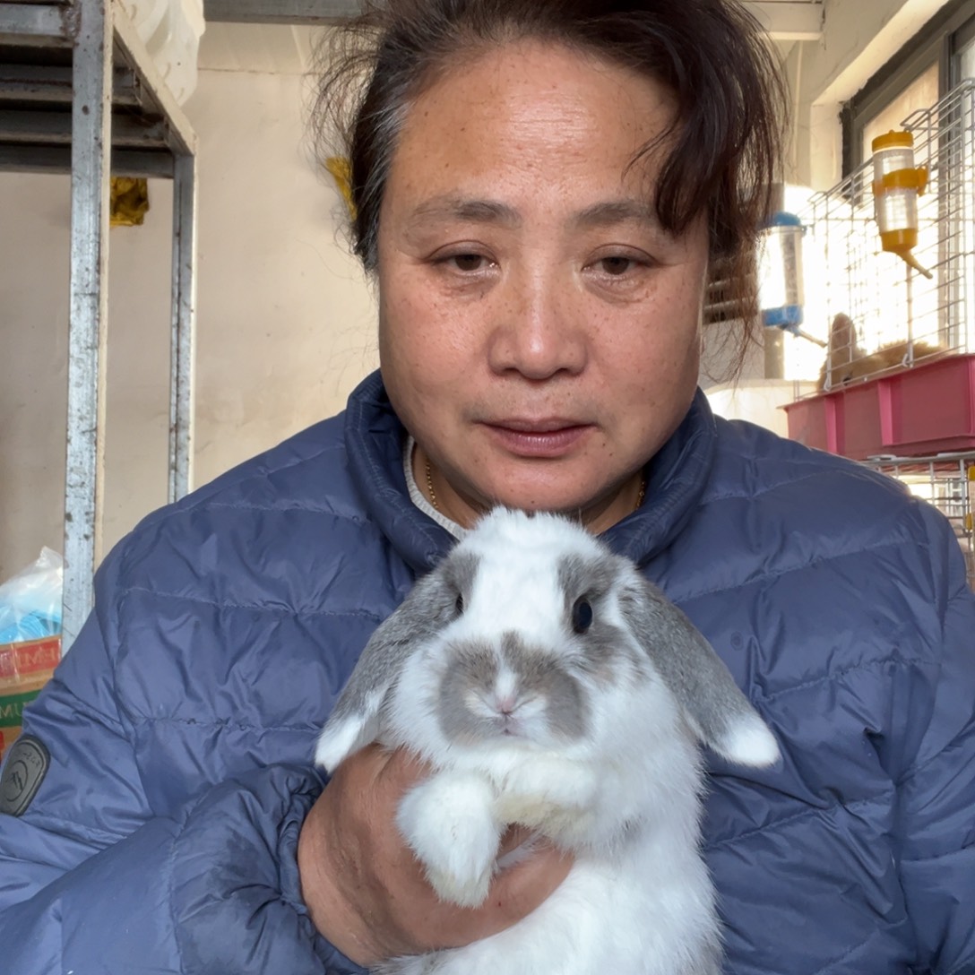 宠物兔英系安哥拉兔