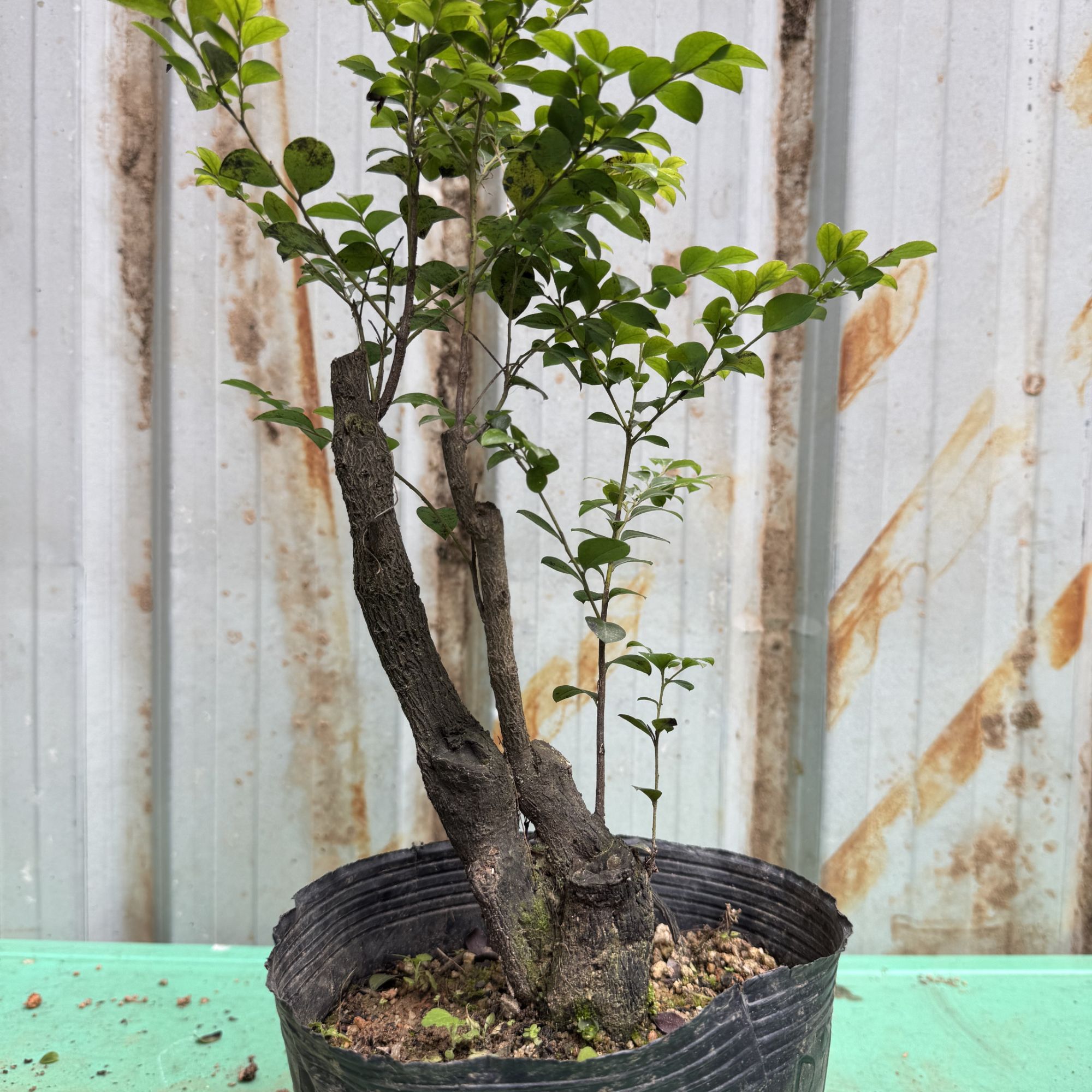 室内盆栽黑骨茶D9