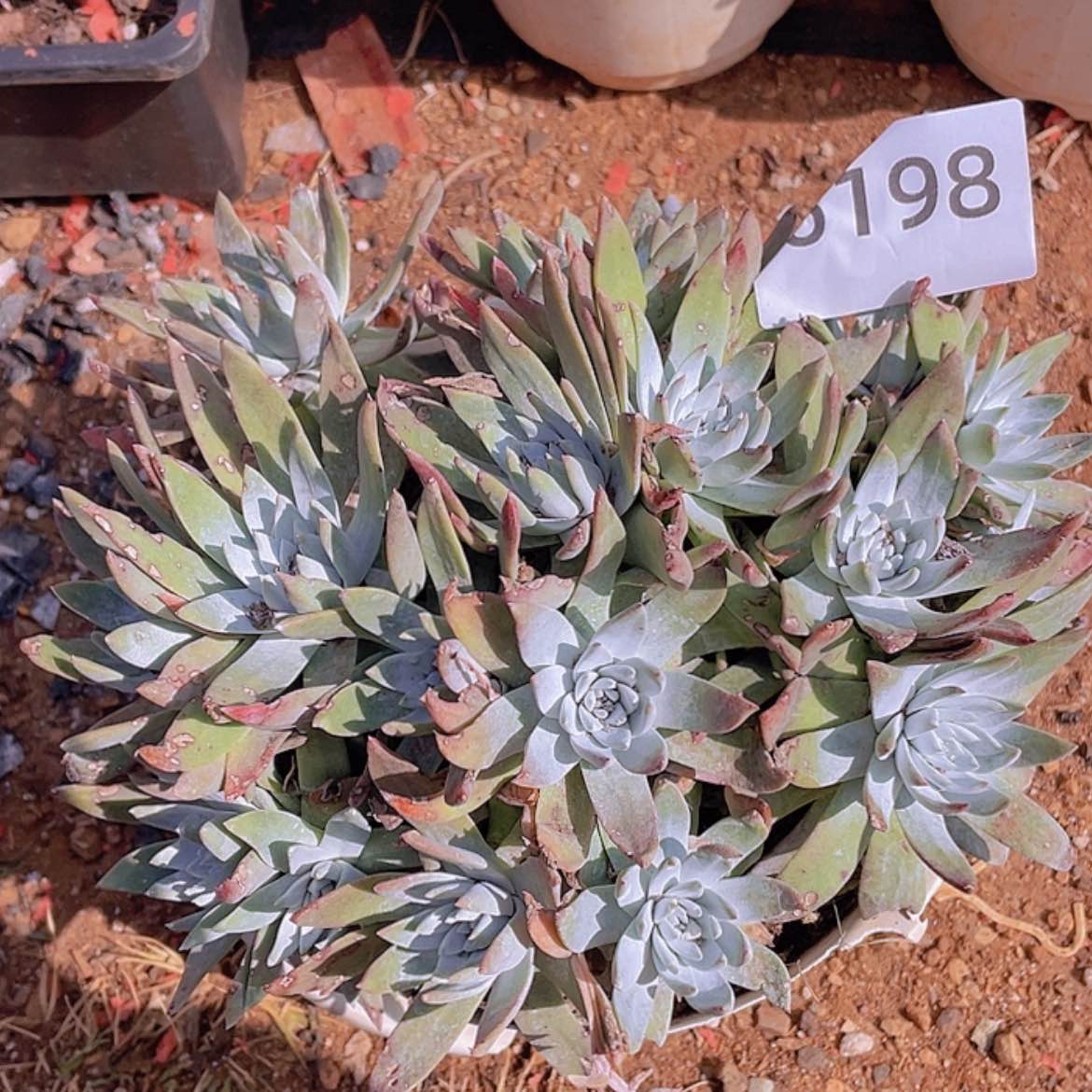 【闪购商品】白菊苹果叶