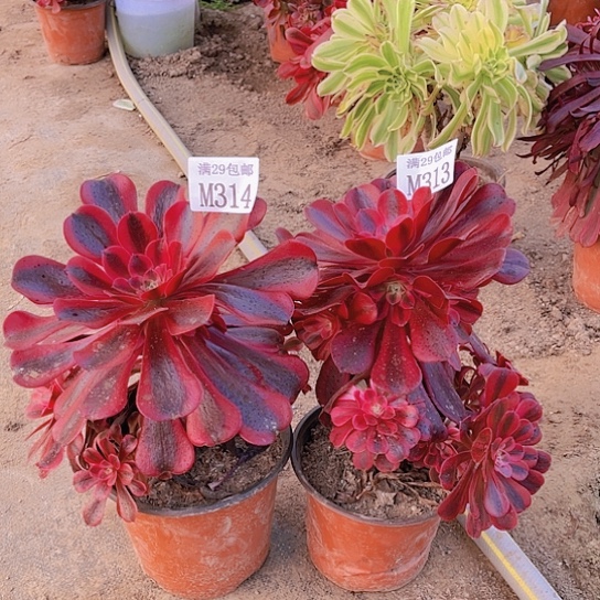 313  314美杜莎多肉植物