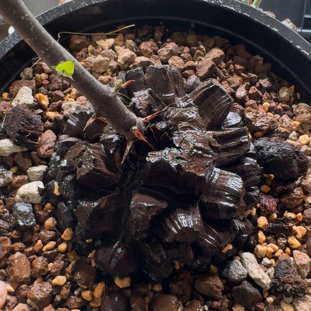 南非龟甲龙一物一拍