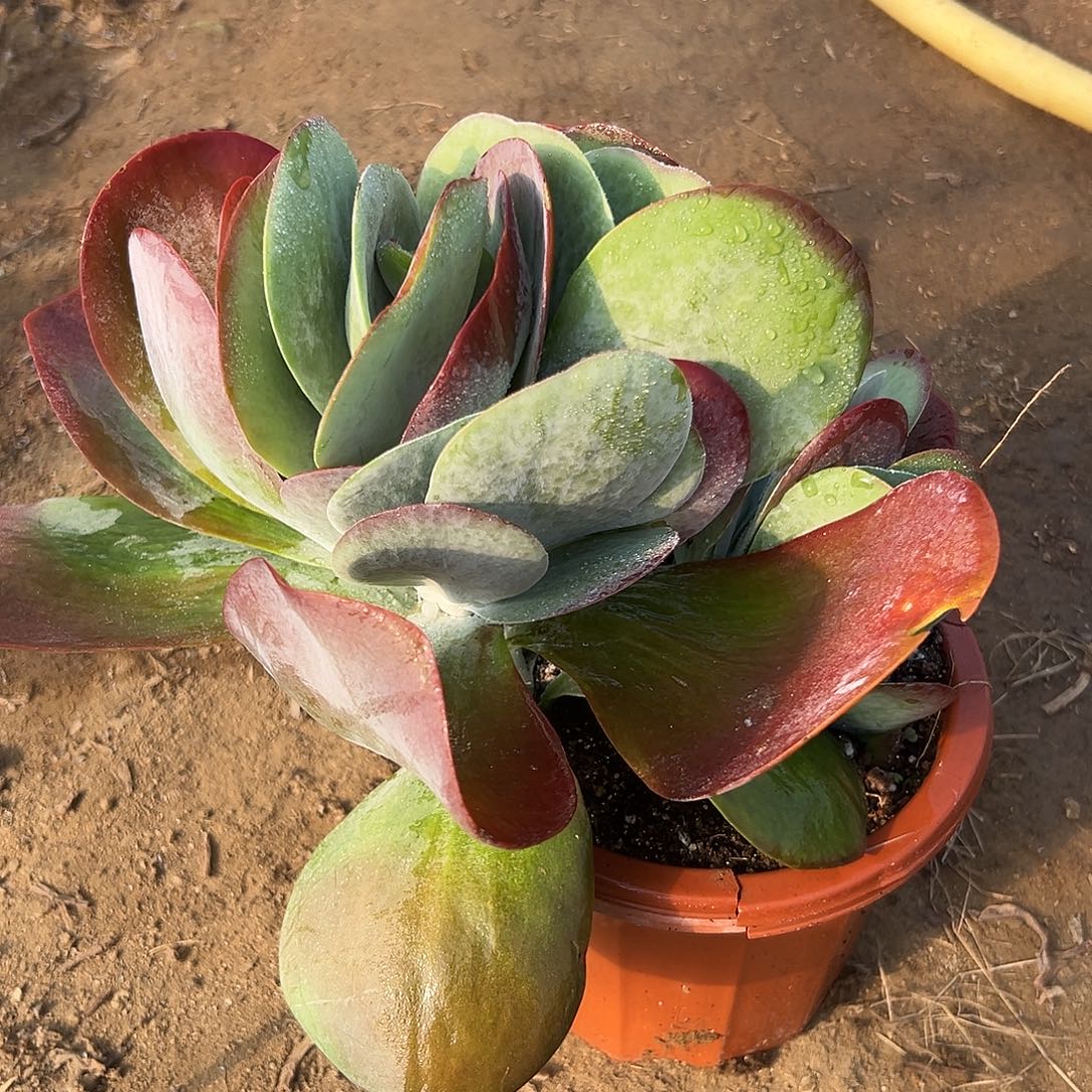 多肉植物唐寅群生