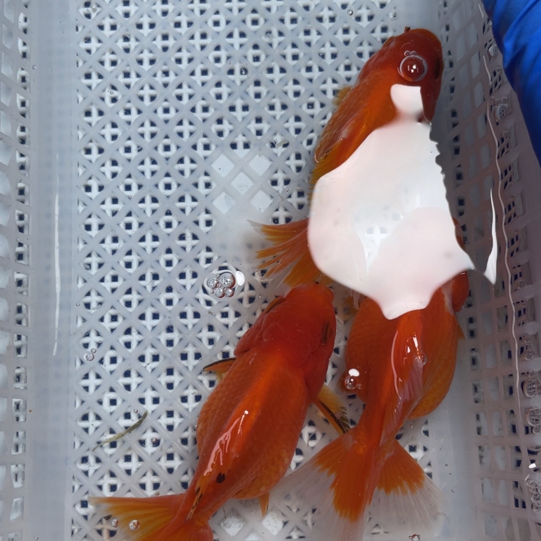 海水鱼花泰狮金鱼36