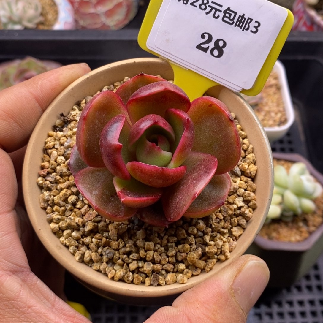 328红灯拉丝锦多肉植物