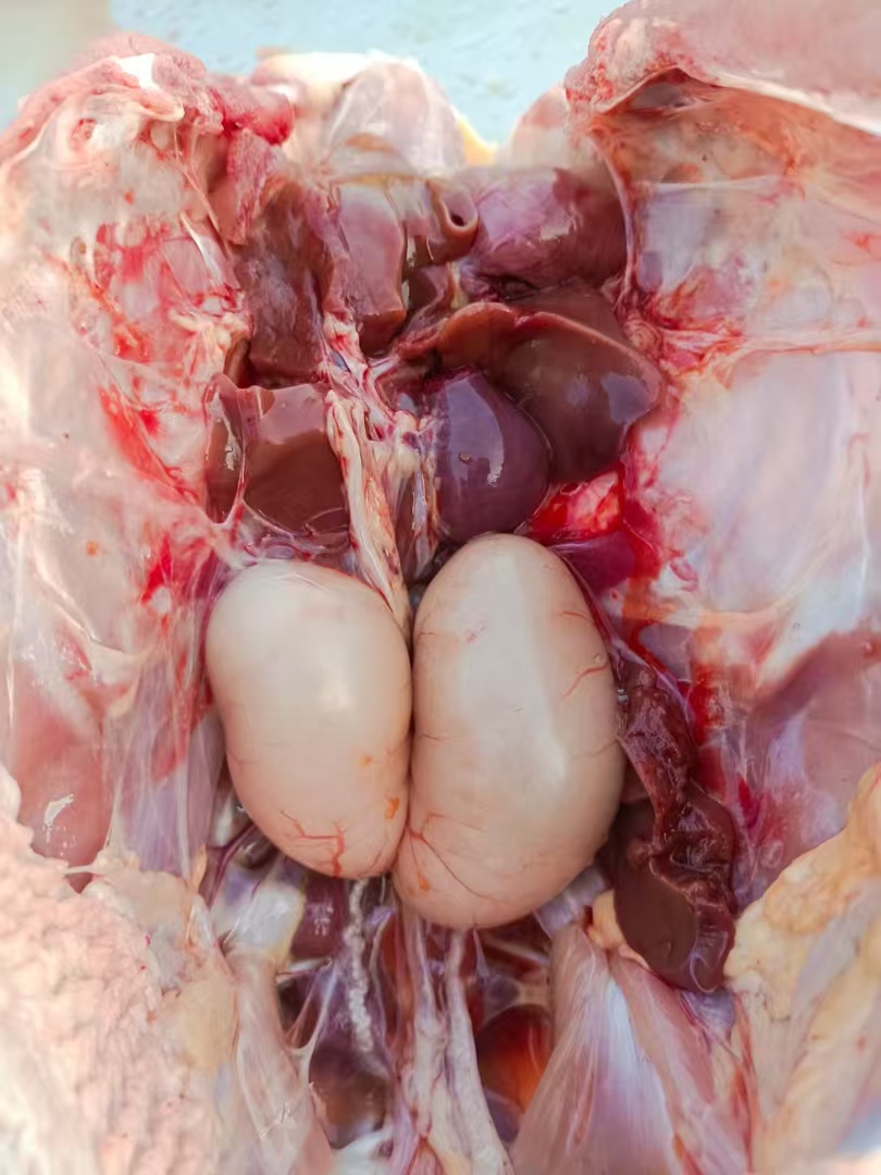 「新鲜直达」散养淮南草公鸡 /两只装/顺丰发货