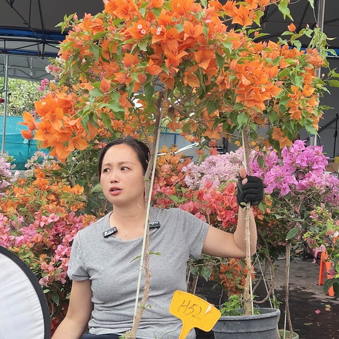 西***西大部分花苞少量开放H52橙桑巴