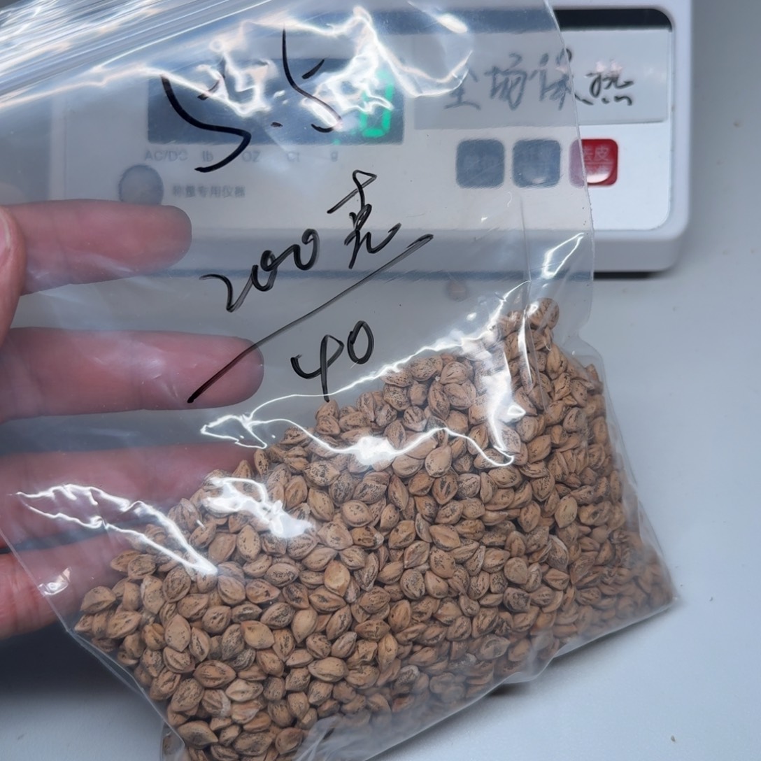 赵***c柏香籽/百香籽吊坠