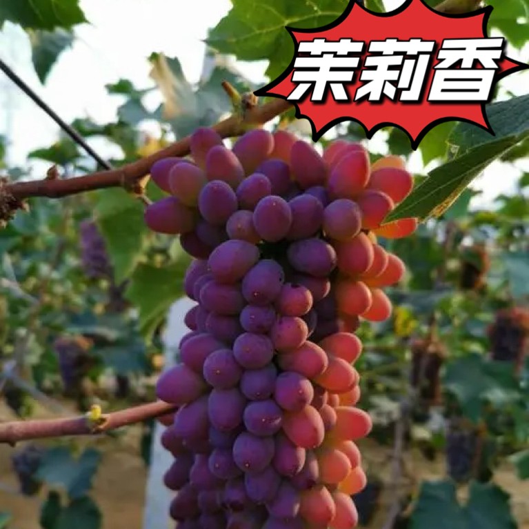 早熟品种 茉莉香 嫁接苗 抗病 花芽分化好