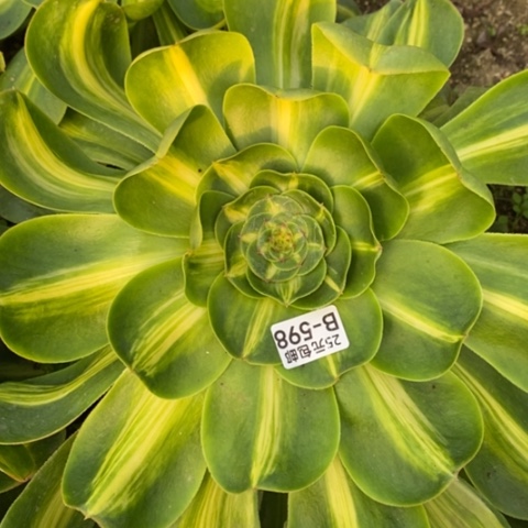 598暴君满25包邮多肉