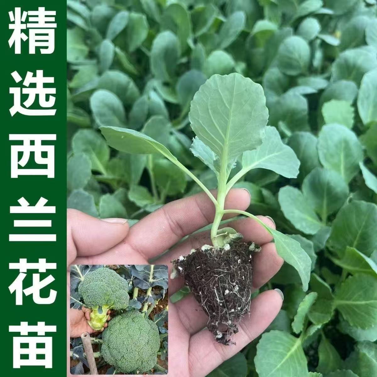 西兰花苗蔬菜秧苗适合家庭阳台盆栽的健康绿色选择