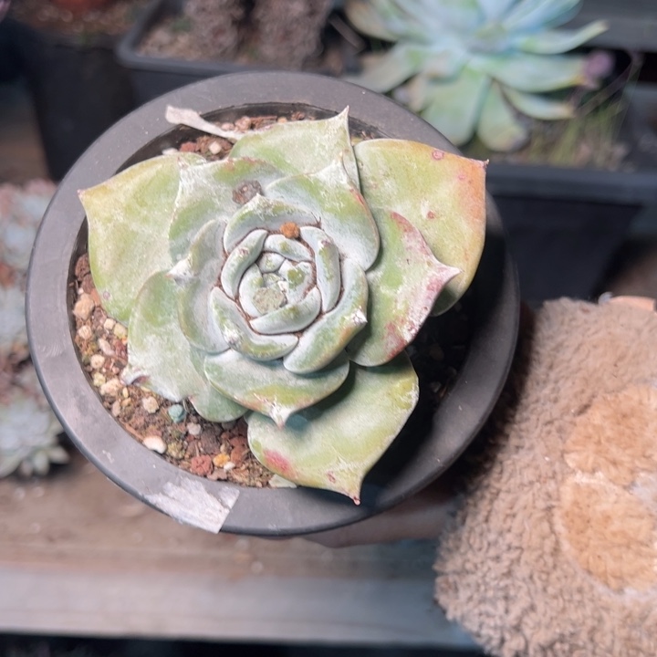 088牡丹哈哈哈哈哈哈哈