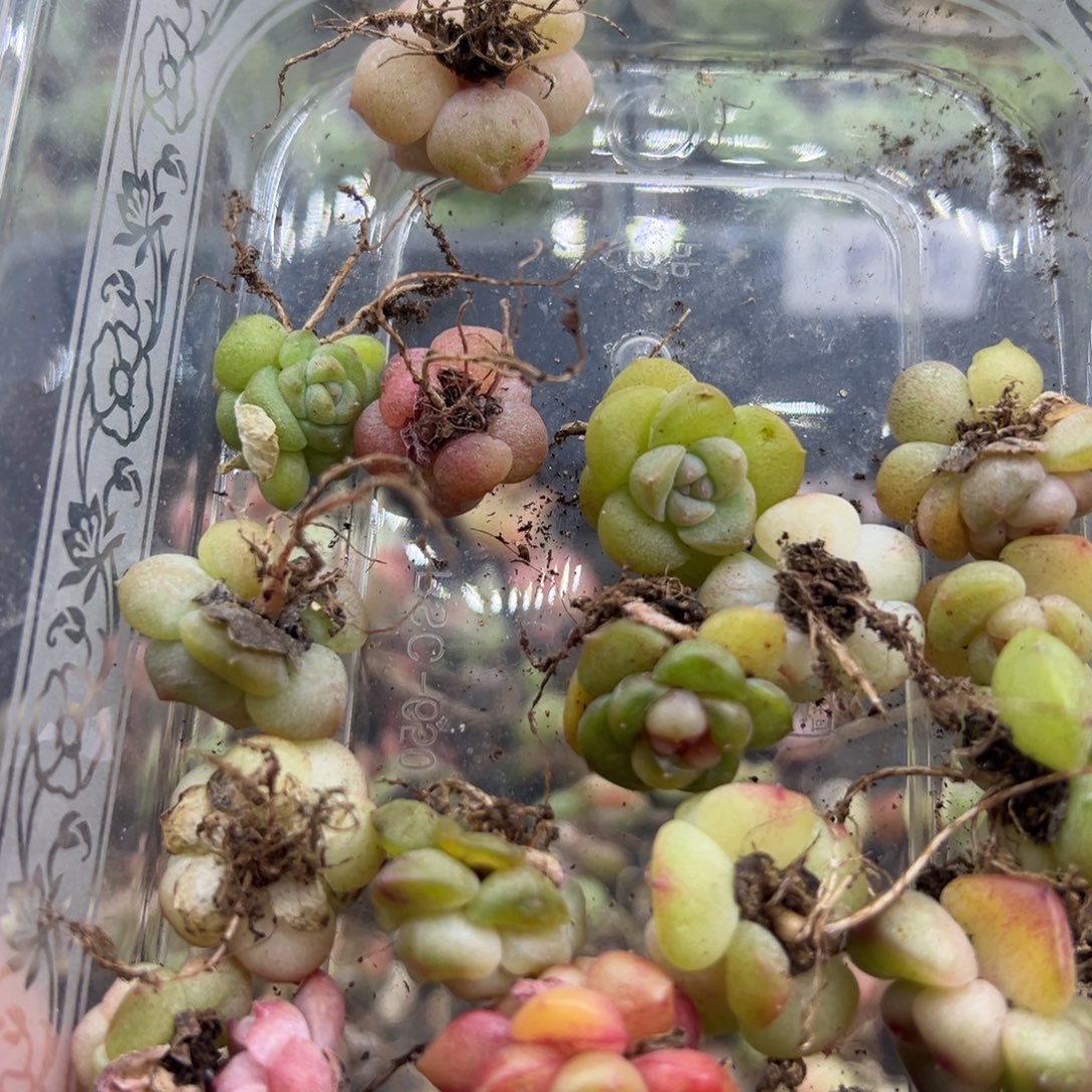 野***包糖心多肉一物一拍38号