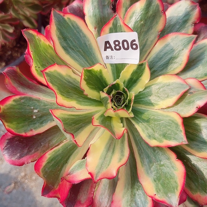 y****806，魅影手捧大捧花