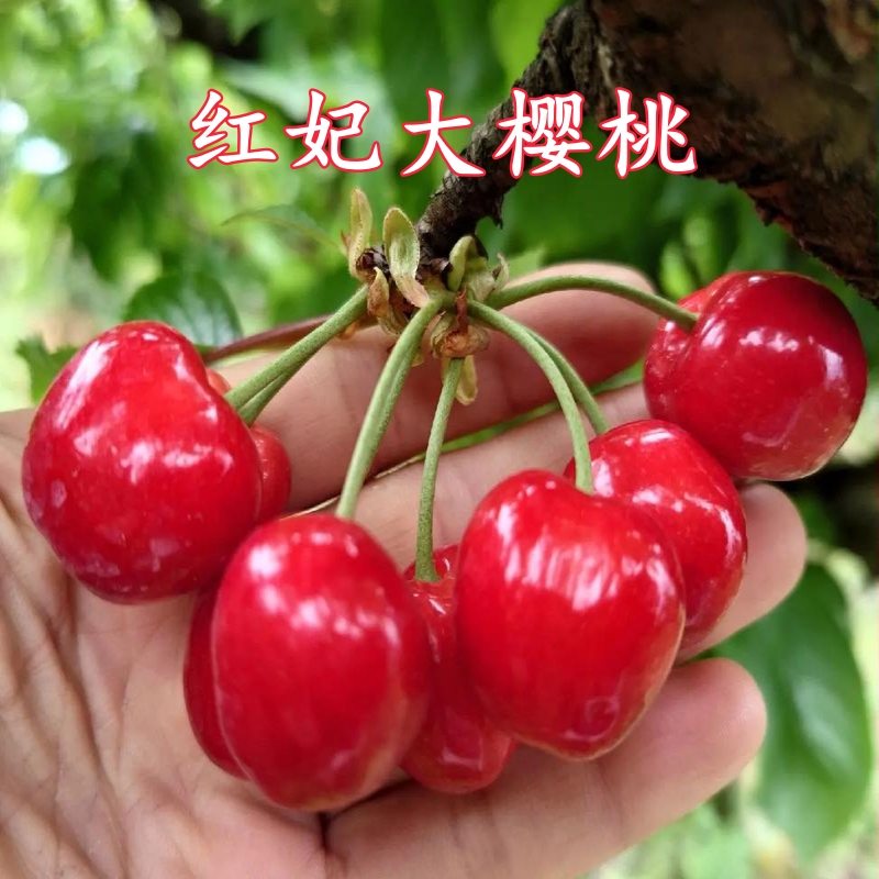 盆栽嫁接红妃大樱桃树苗，地栽南北方种植，一物一拍
