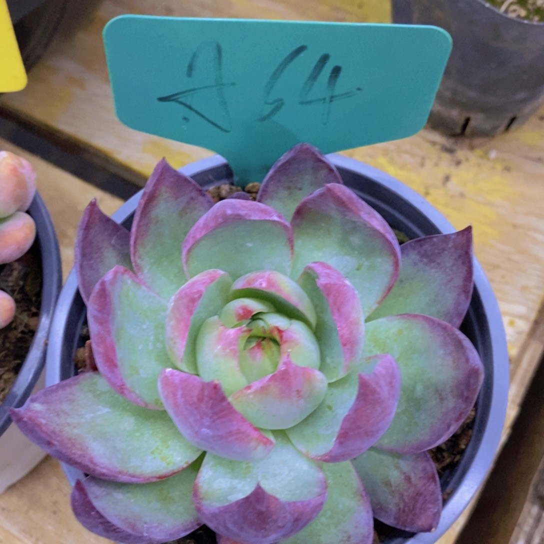 开心多肉，凑单场，最后一场