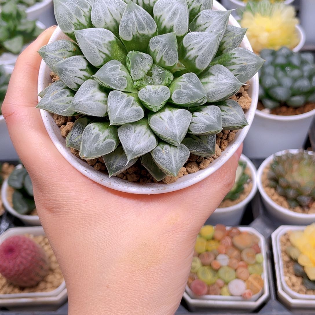 母本爱心寿，万象盆