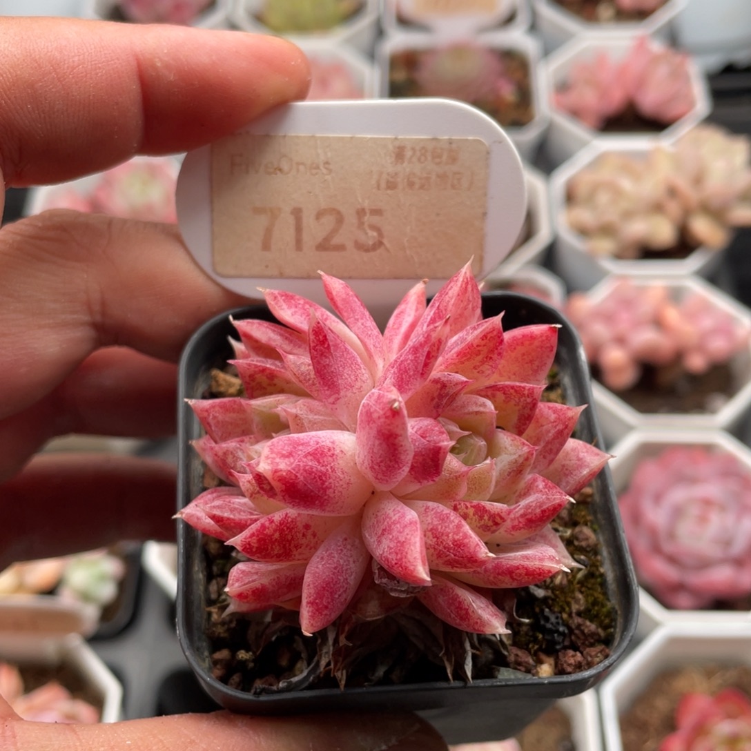 胭脂扣7125-5厘米