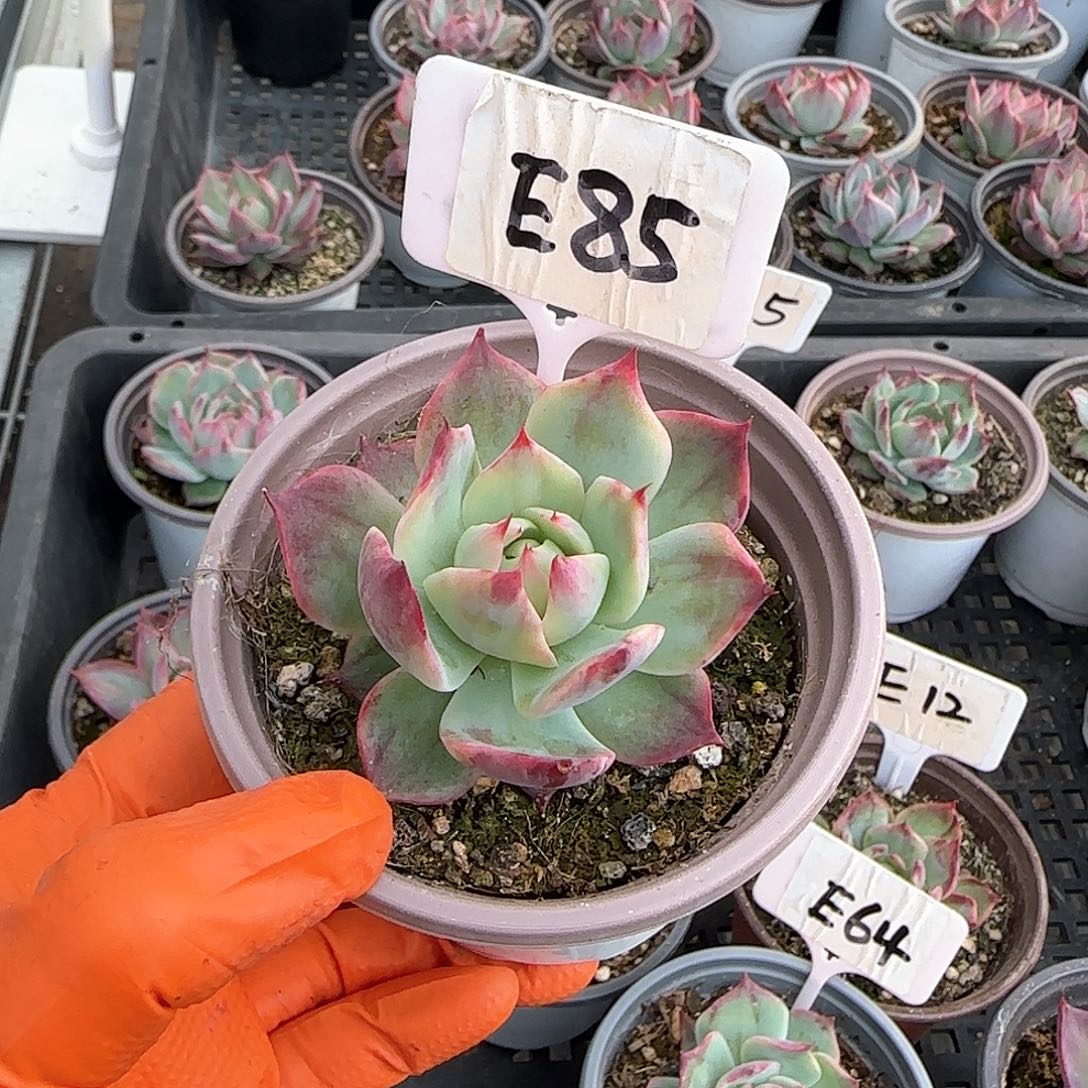 每****心E85惊鸿单头多肉