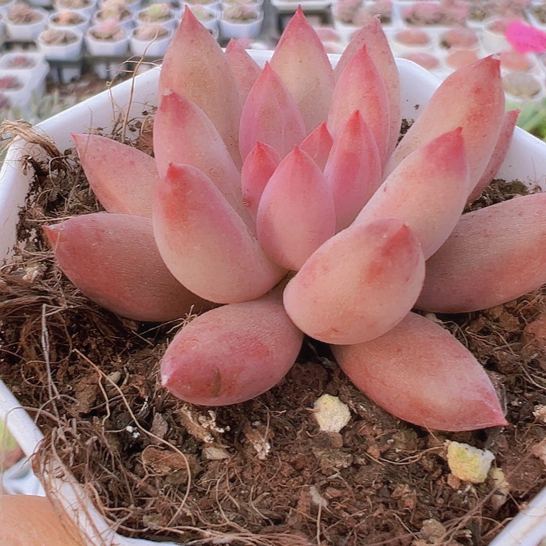 正版虞美人19包邮多肉