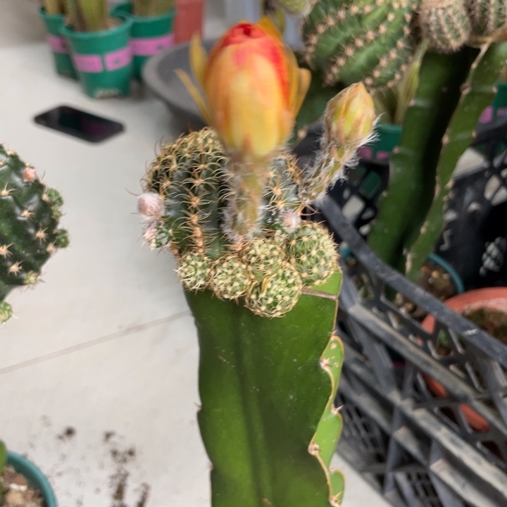 新品进口丽花L39母本一个