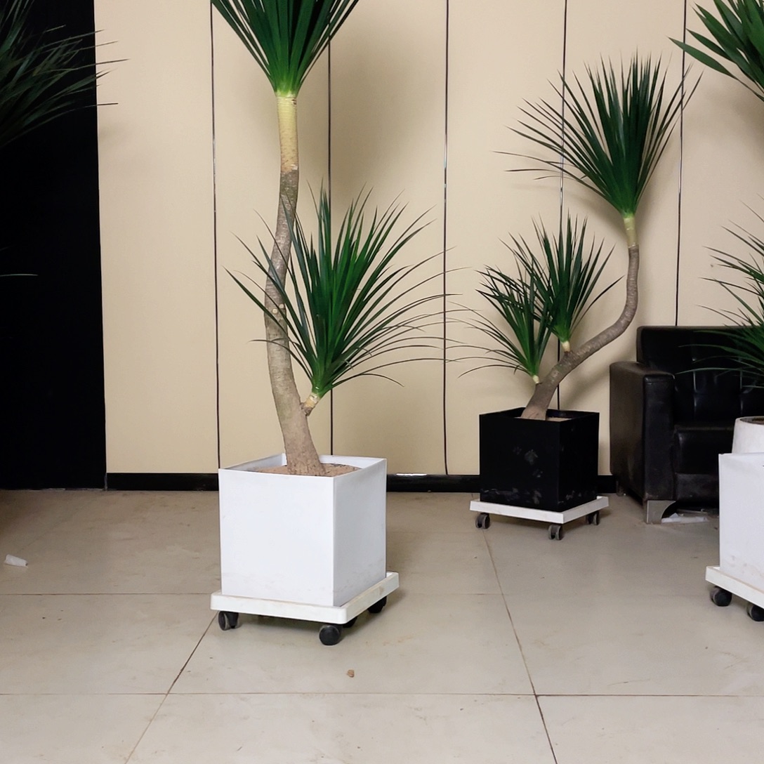 方***言无花朵黑珍珠龙血树