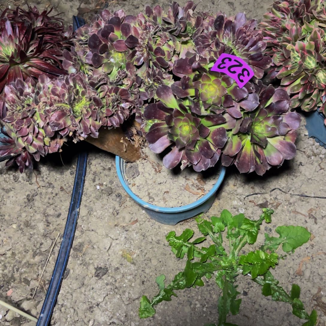 荷兰法师28/////////42包邮