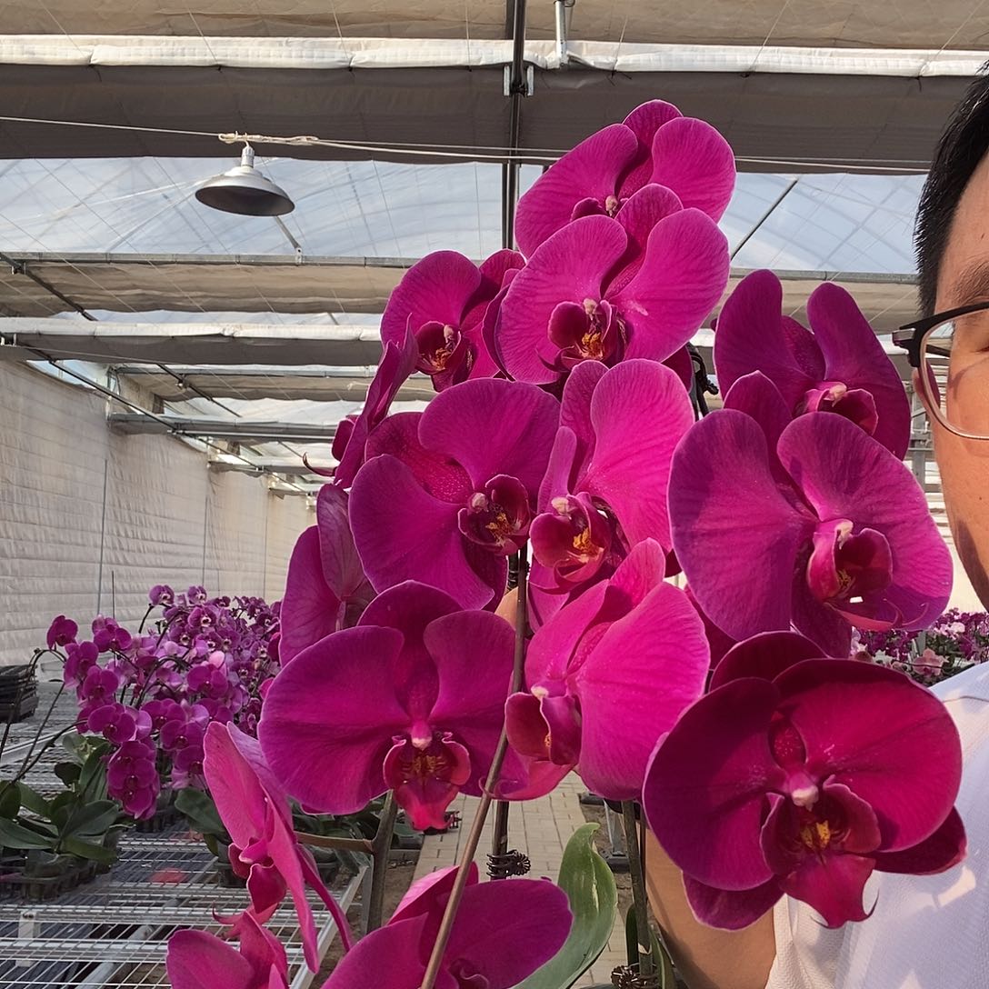 完全开放大辣椒3.5两颗装