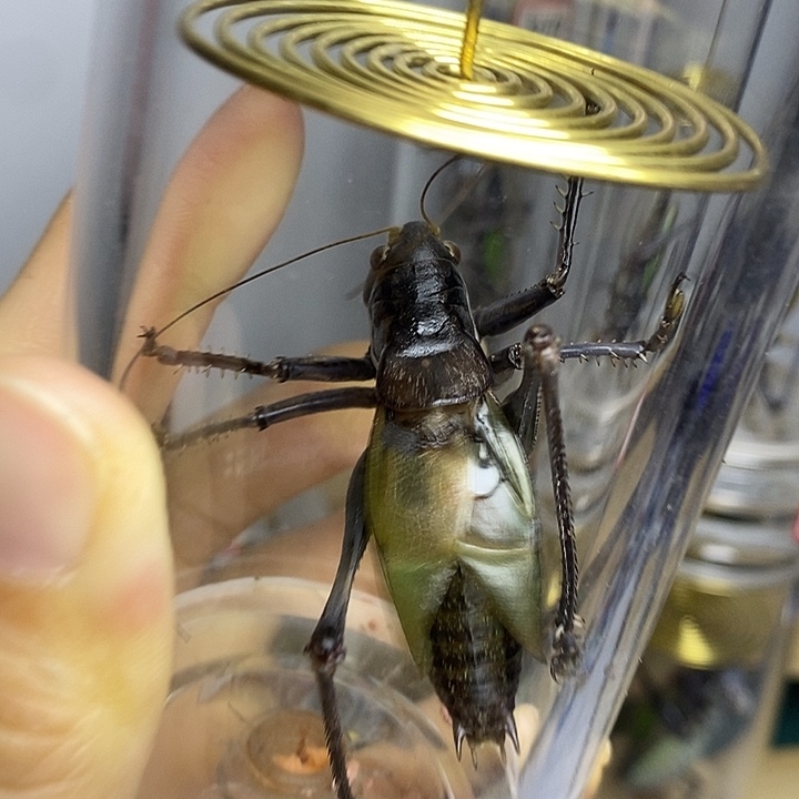 蟋蟀60-155一套断须姬