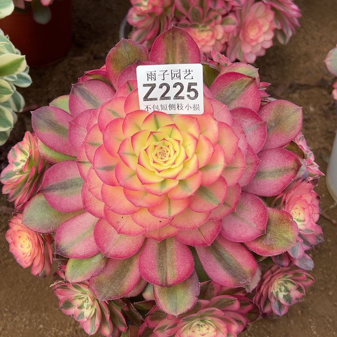 225荔枝尺寸20左右特价追光