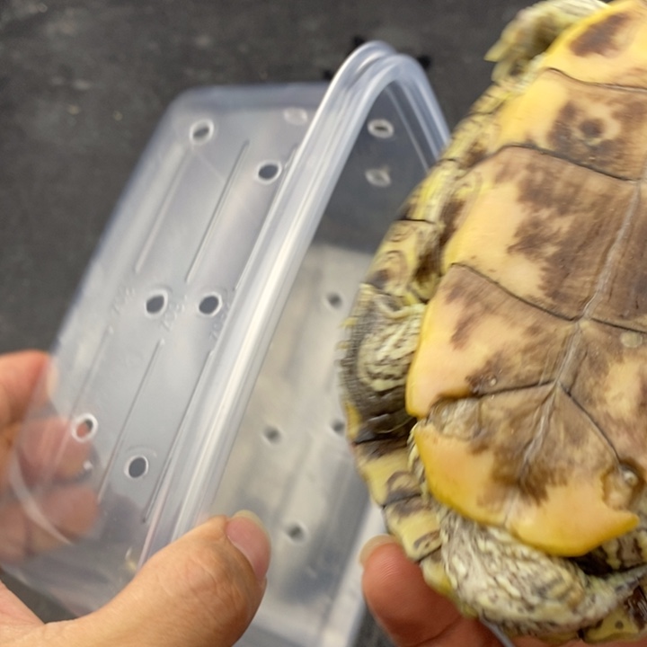 巴西彩龟母66666666