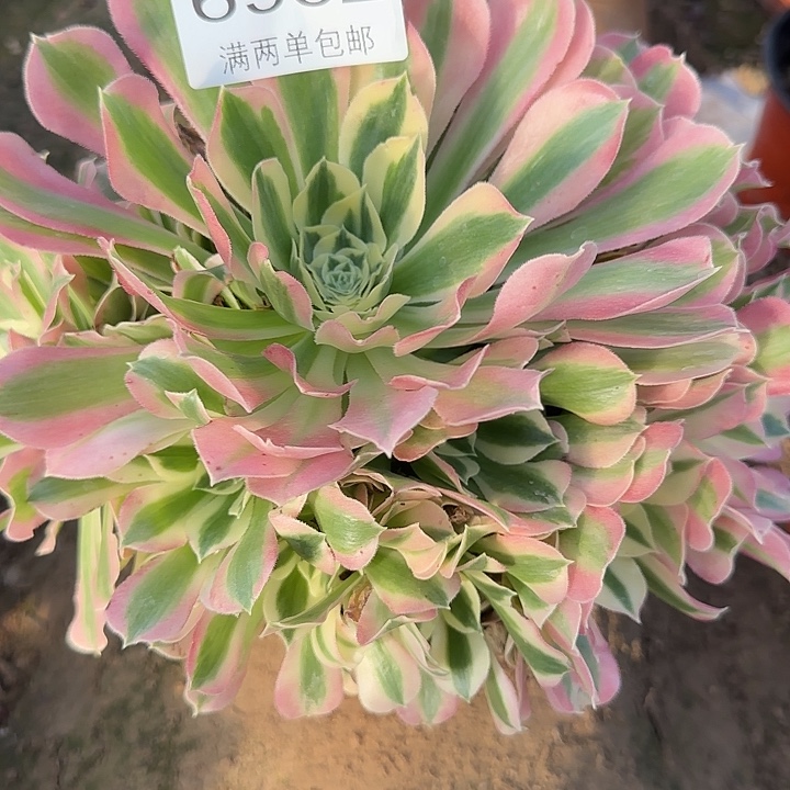 6932白凤多肉植物
