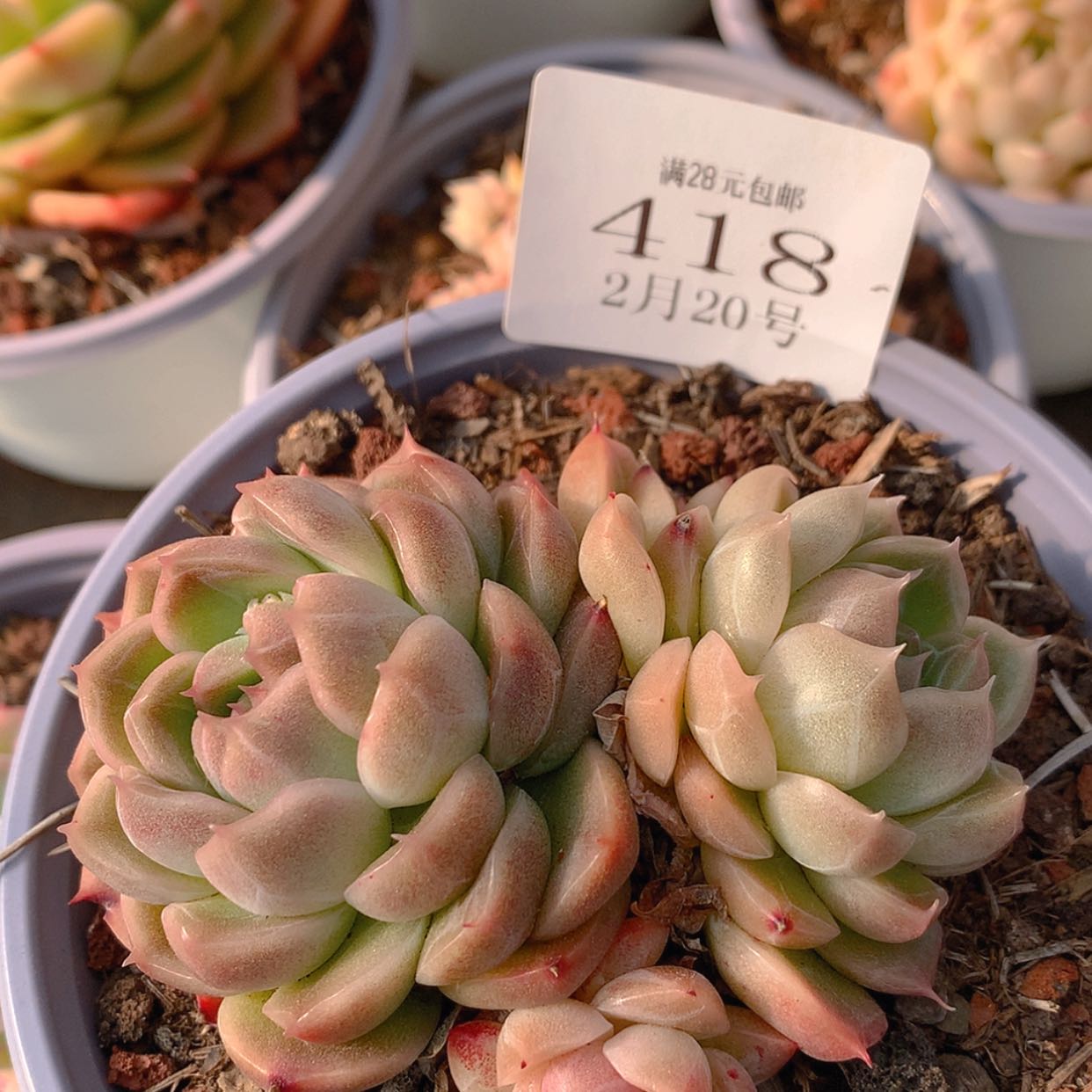 【闪购商品】云418