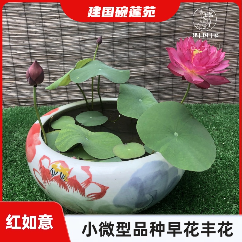【红如意】小微型丰花碗莲物件 碗莲水培植物 阳台庭院种藕