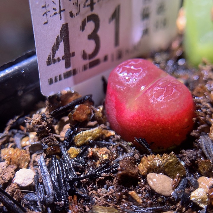 精品生石花34.431