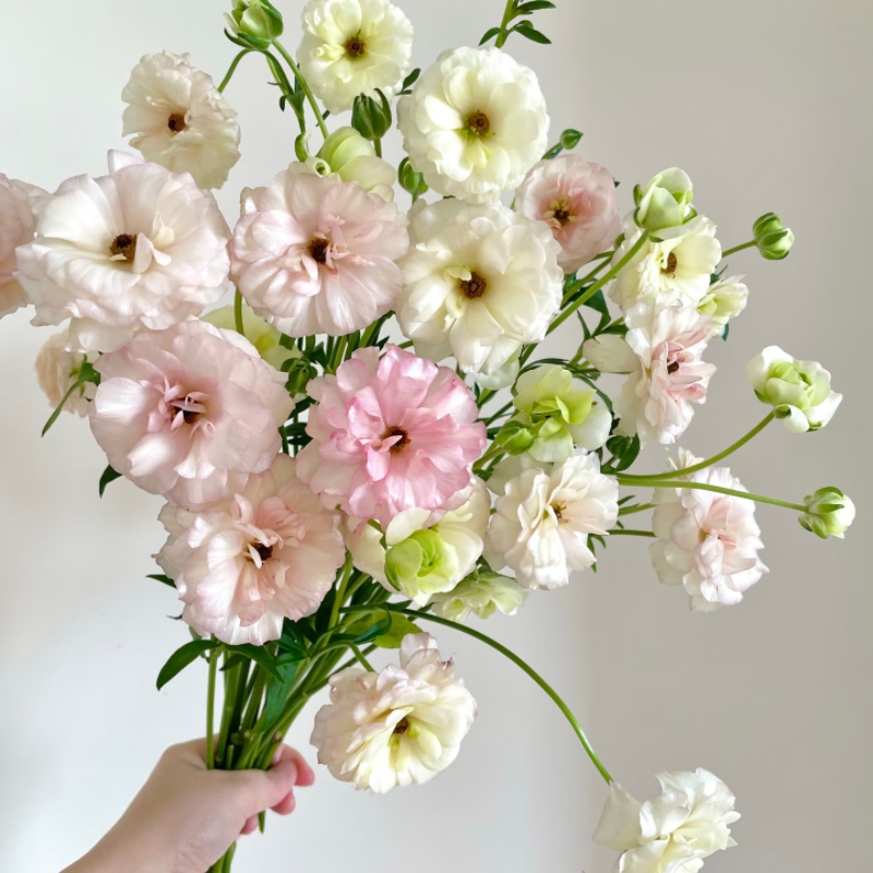 【草花配花自选任意4扎花一个运费】云南基地直发鲜花花卉花卉花束
